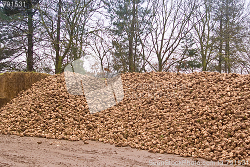 Image of Sugar Beet mountain