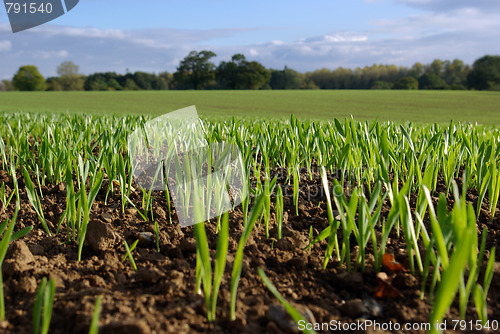 Image of Young Autumn Shoots 2