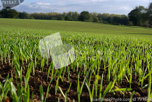 Image of Young Autumn Shoots 3