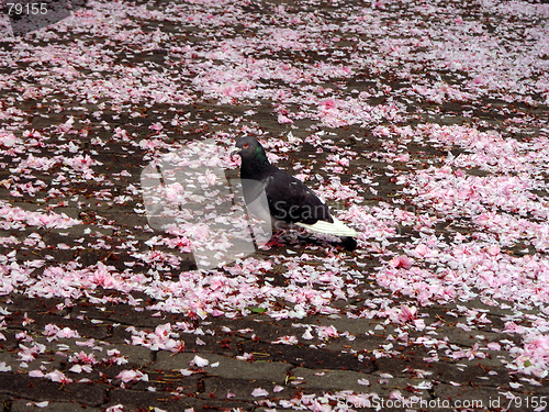 Image of Alone In Spring