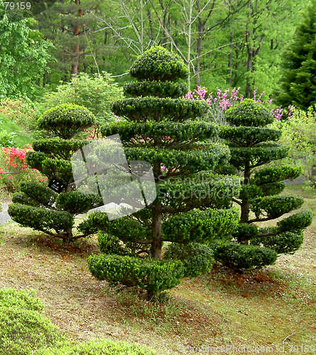 Image of Japanese trees