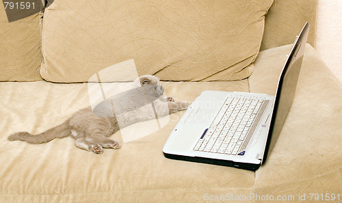 Image of cat and laptop