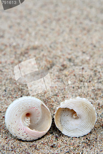 Image of Shell