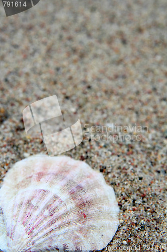 Image of Shell