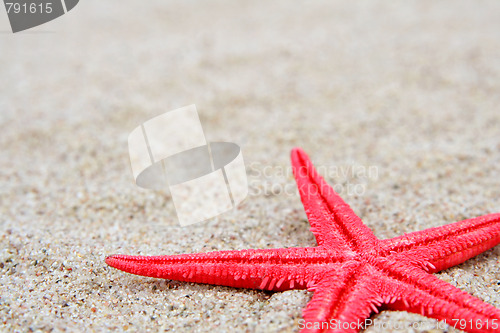 Image of Starfish