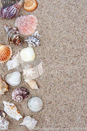 Image of Shell
