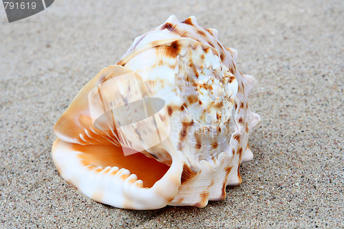 Image of Shell