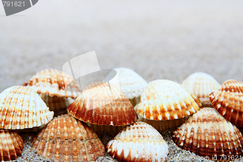 Image of Shell