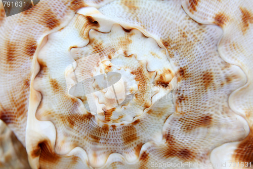 Image of Shell