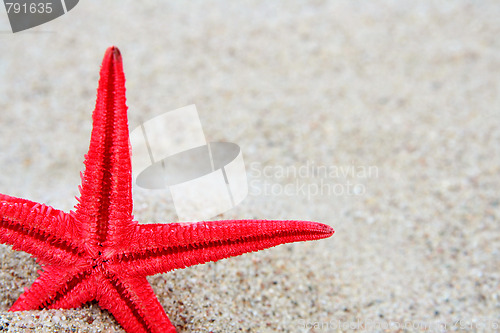 Image of Starfish