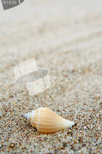 Image of Shell