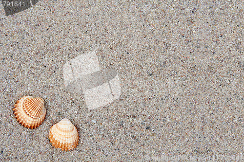 Image of Shell