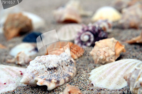 Image of Shell