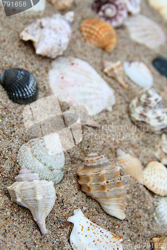 Image of Shell