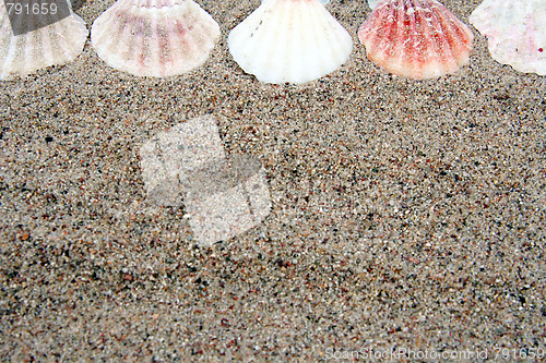 Image of Shell