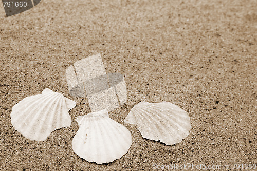 Image of Shells