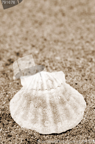 Image of Shells