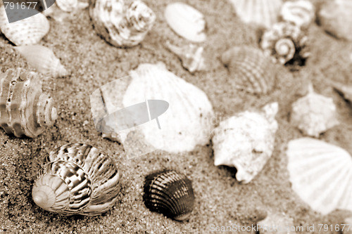 Image of Shells