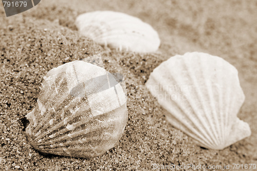 Image of Shells