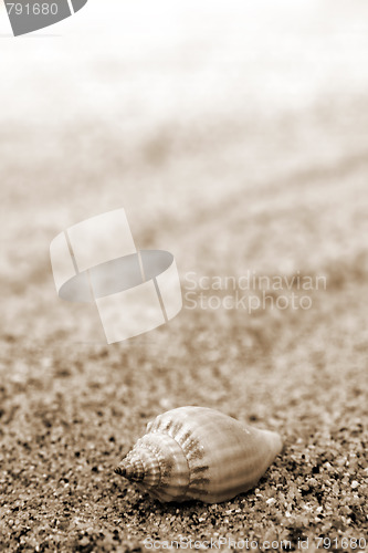 Image of Shells