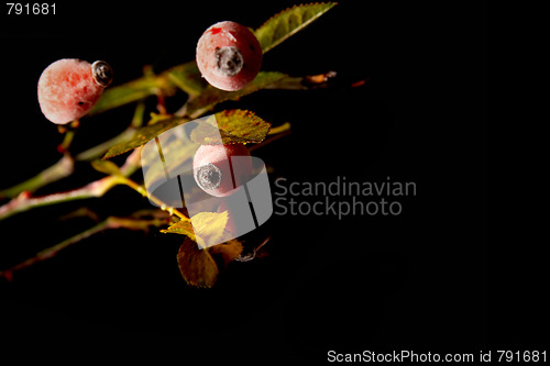 Image of Rose hips