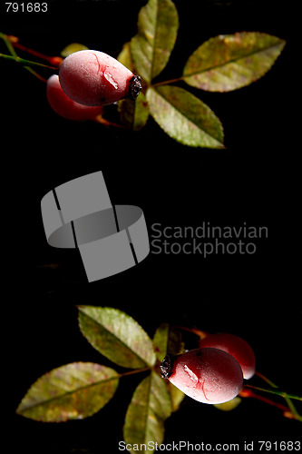 Image of Rose hips