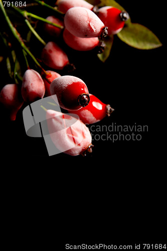 Image of Rose hips