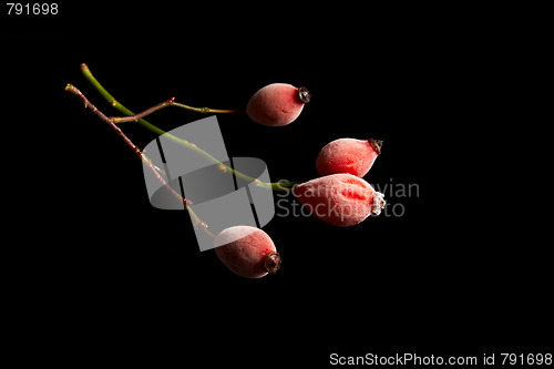 Image of Rose hips