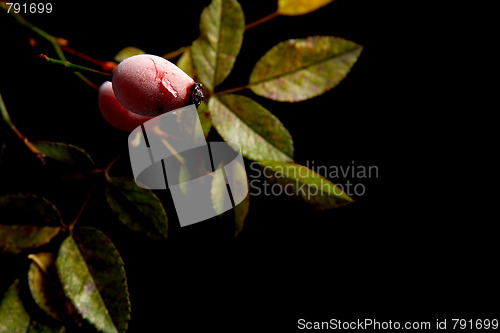 Image of Rose hips