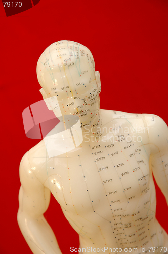 Image of Acupuncture Model
