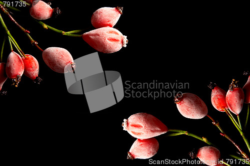 Image of Rose hips