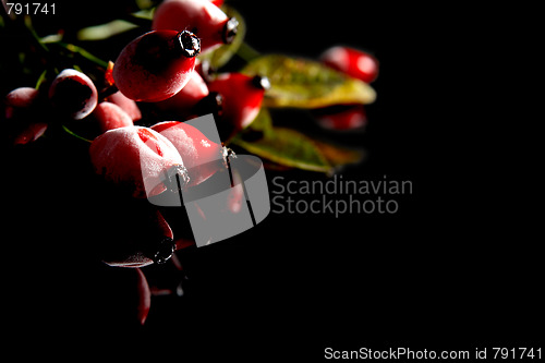 Image of Rose hips