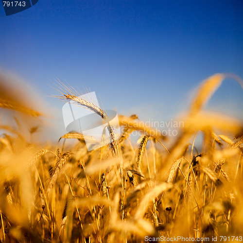 Image of Wheat field