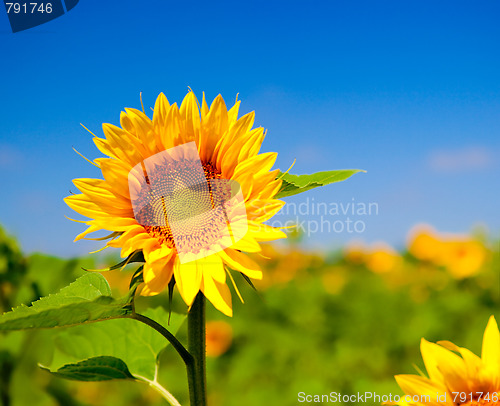 Image of Sunflowers