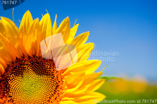 Image of Sunflowers