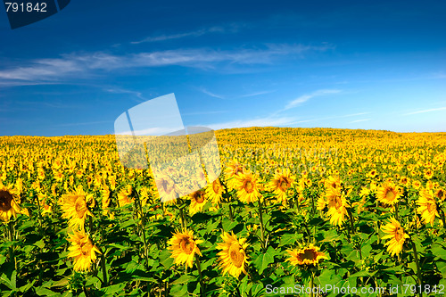 Image of Sunflowers meadow