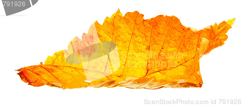 Image of autumn wilting leaf