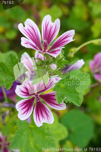 Image of Geranium