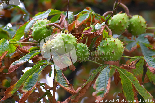 Image of Chestnut