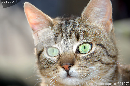 Image of Young mixed-bread cat portrait