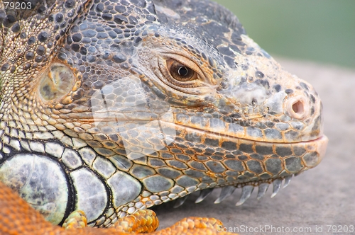Image of Iguana