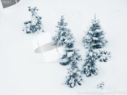 Image of Trees / Snow