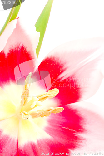 Image of pink tulip
