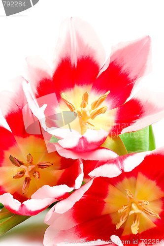 Image of three pink tulips