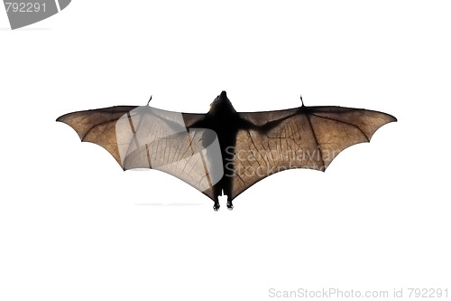 Image of bat