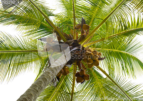 Image of palm tree