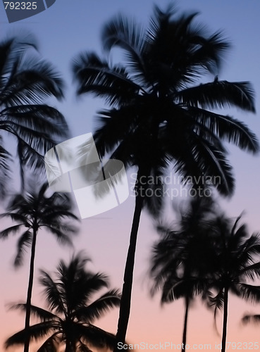 Image of Silhouettes of Vibrating Palm Trees