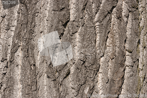 Image of Bark of old oak tree