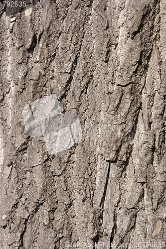 Image of Bark of old oak tree