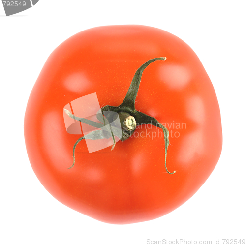 Image of single tomato